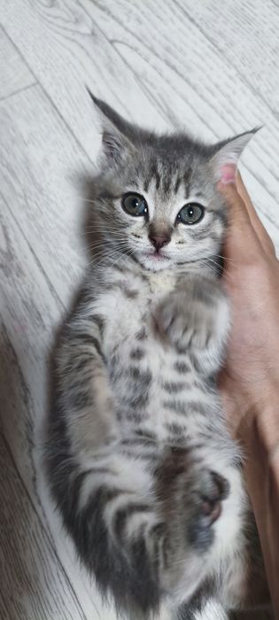Отдаю котят в хорошие руки