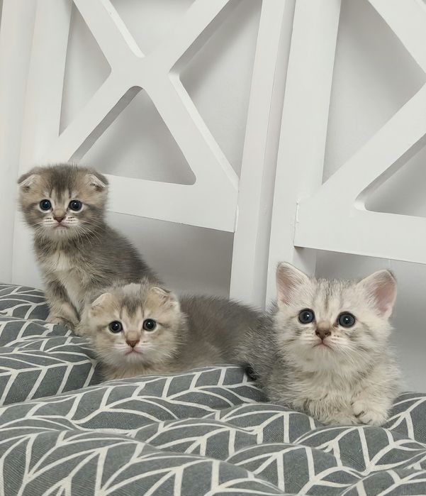 котята британские