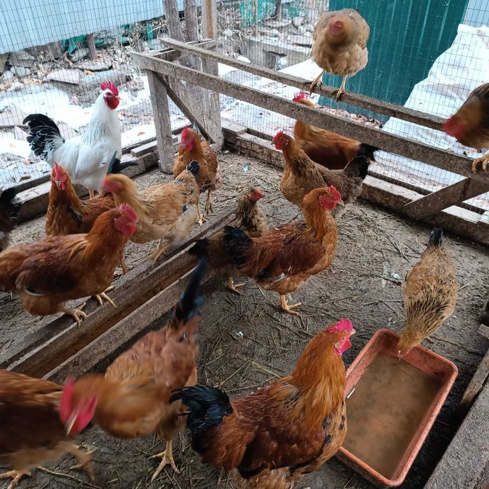 Продам Кучинских петухов