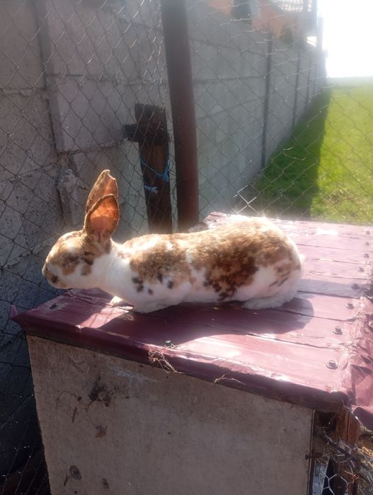 De vânzare mascul Rex tricolor