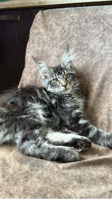 Котята Мейнкуны!