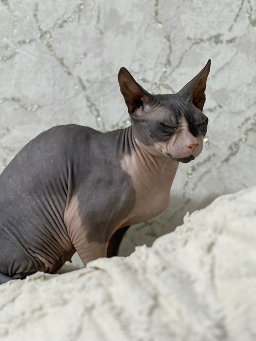 Кошечка канадского сфинкса