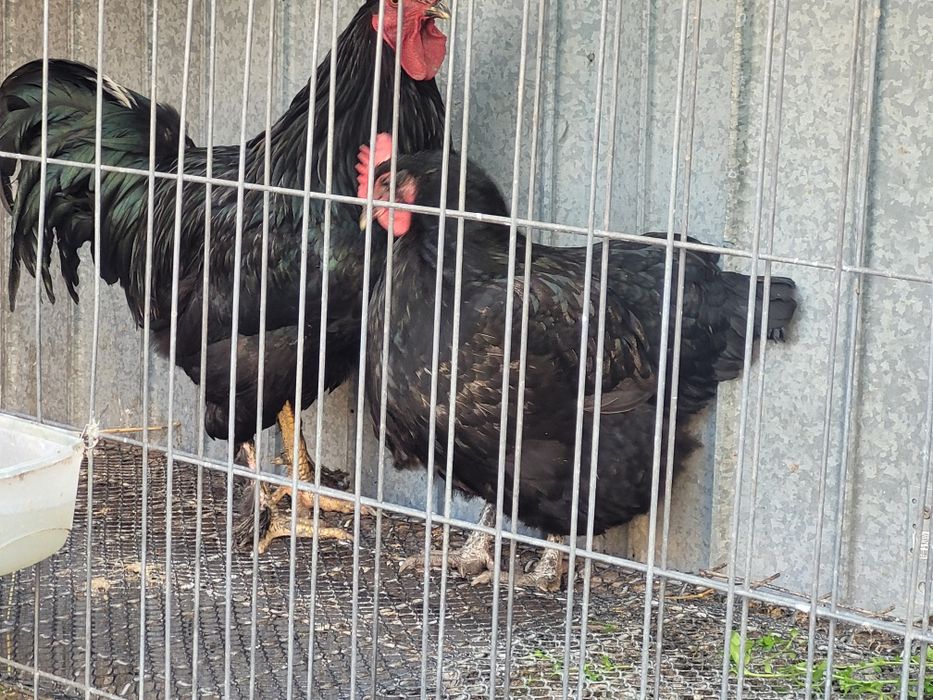 Pereche Pasari australorp
