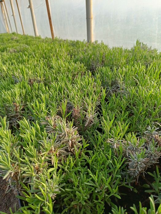 Lavanda la ghiveci
