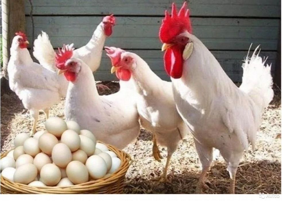 Леггорон жожалари