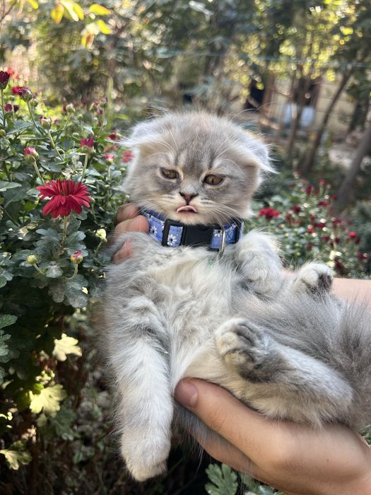 Heylend fold mushukchalar