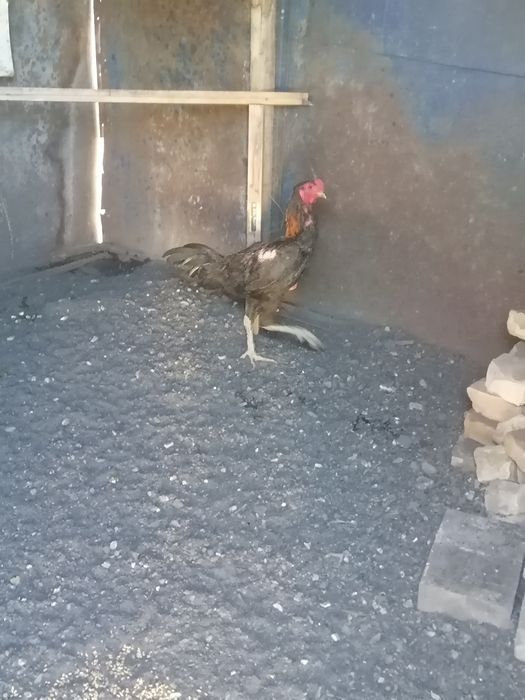 Продам дакана китаец