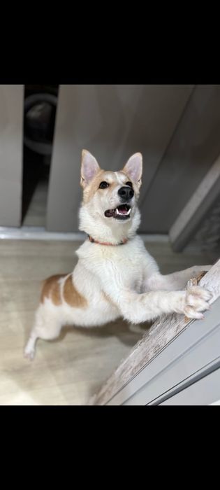 Отдам в добрые руки милую девочку