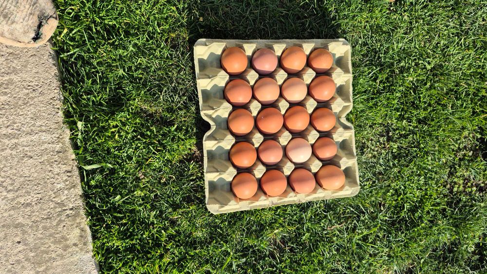 Яйца за люпепе от иса браун