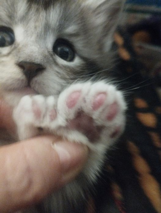 Мейн Кун полидакт девочка.