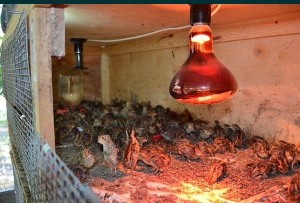 Инфракрасные лампы