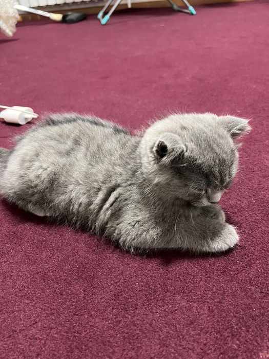 Породистая кошка шотландская веслоухая кошка