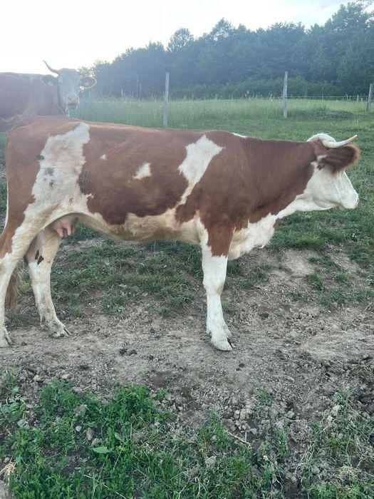 De vânzare juninca de 2 ani