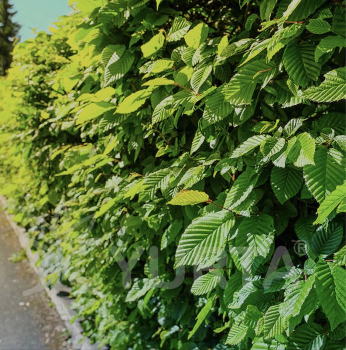 Gard Viu Ligustrum / Lemn Cainesc / Carpen