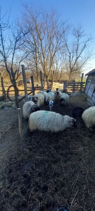 Vand oi turcane mari si tinere