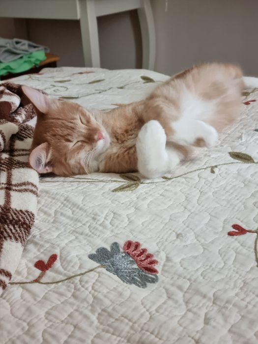 Котенок мальчик 5 мес/Мысық