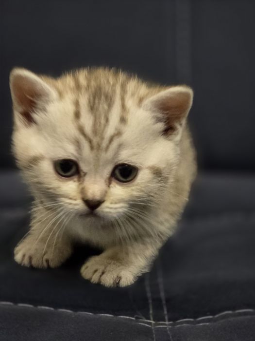 Британская короткошёрстная шиншилла