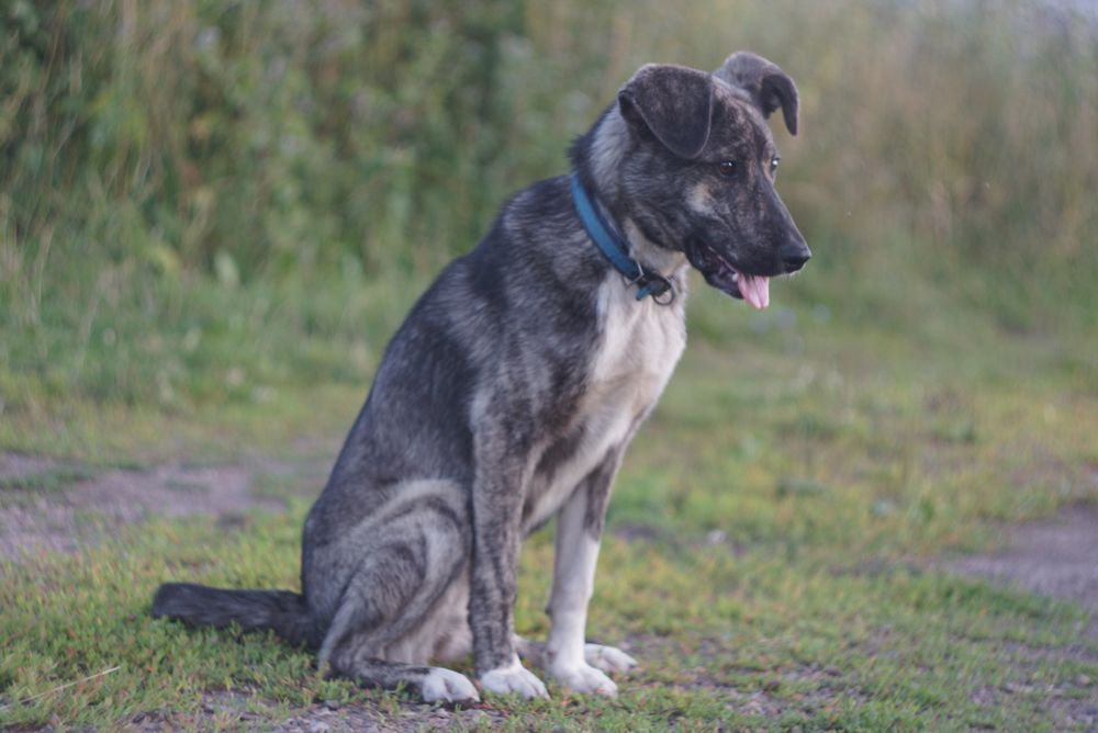Щенок в поиске семьи