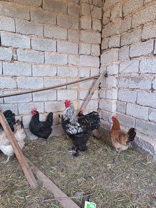 Брама катта хуроз