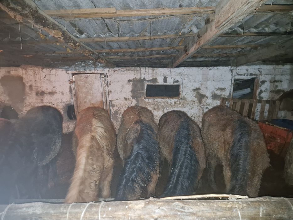 Тайлар сатылады торт ай откорм