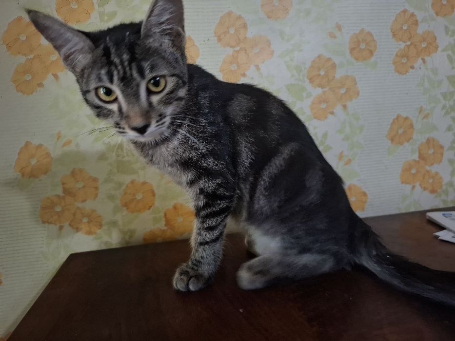 Котенок домашний