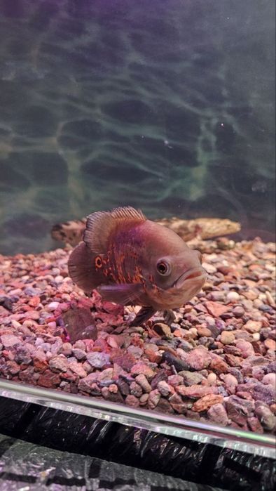 Akvarium sotiladi Baliqlari bilan