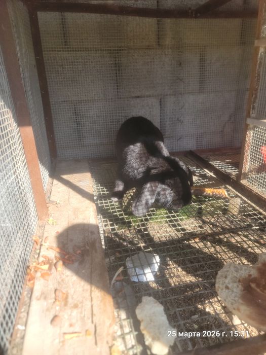 Кролик великан 1