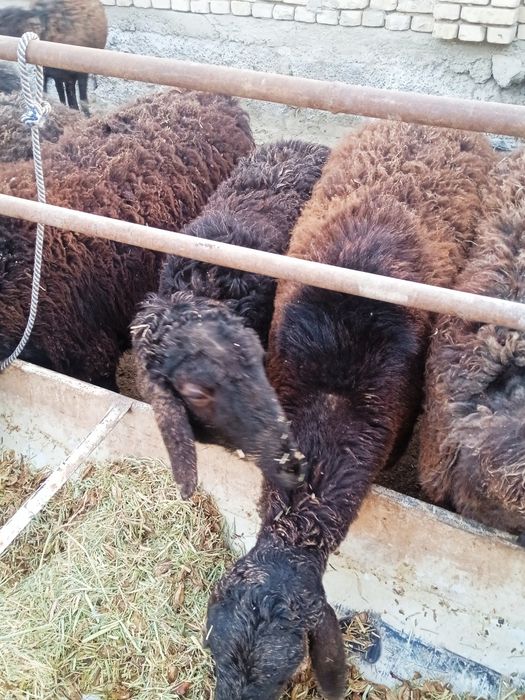 Она Бола Куй сотилади. Ьььььььь