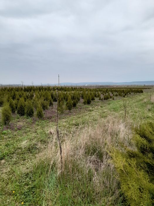 Tuia direct de la producator