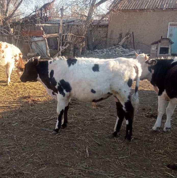 Екі бұха сатылады шаруа