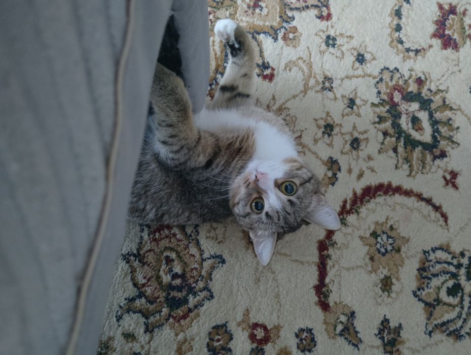 Кошка котёнок девочка 1 годик