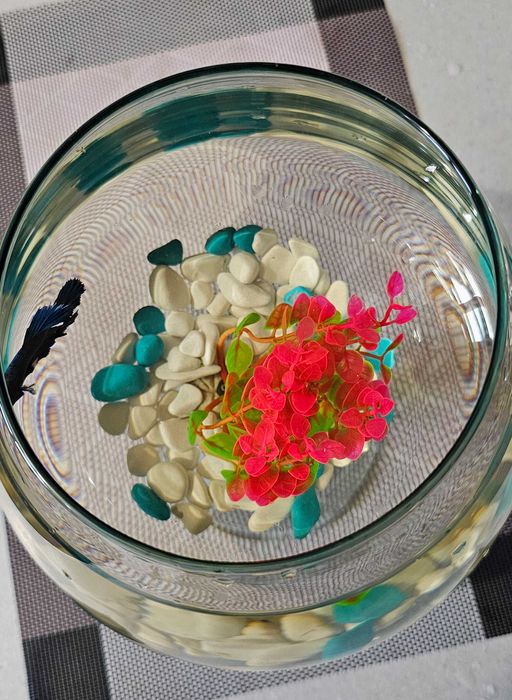 Аквариумная рыбка петушок