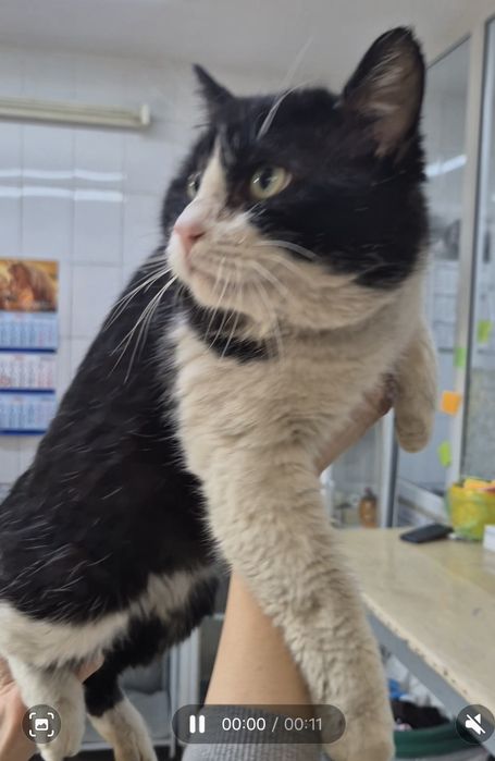 Матерый крутой ласковый кот ищет дом!