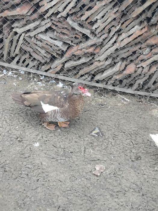 Vând rațe mute/ leșesti!