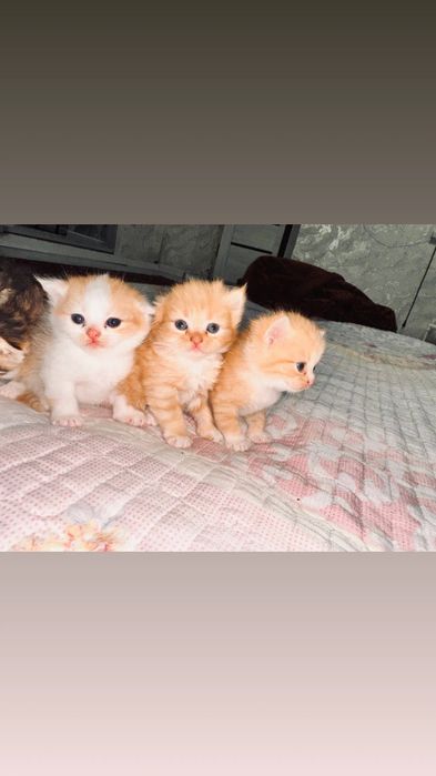 Кошка продается два месяца