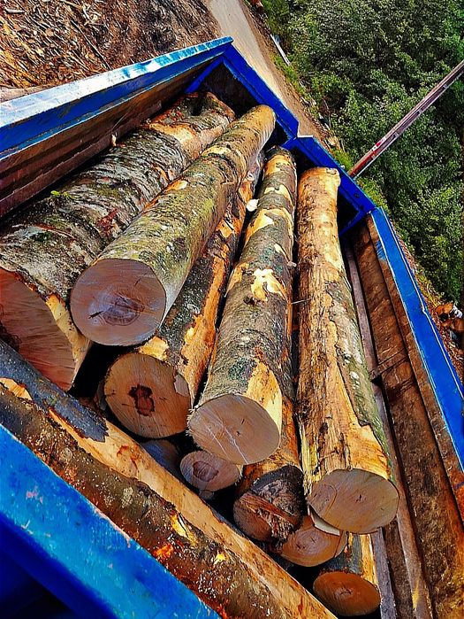 Lemn foc fag Transport