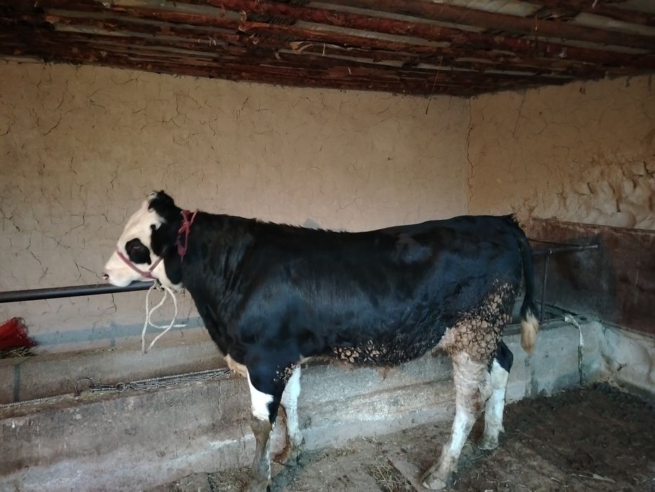 Чёрный пестро  8айлык сатылады