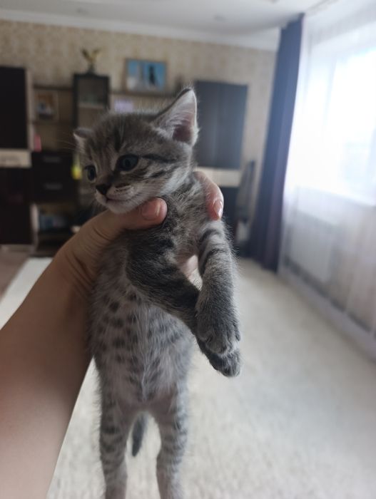 Отдам котят бесплатно