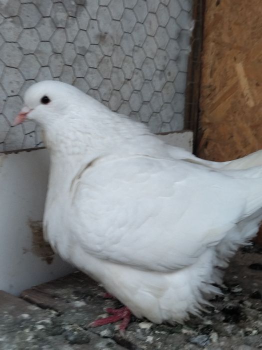 Pereche mondaini albi