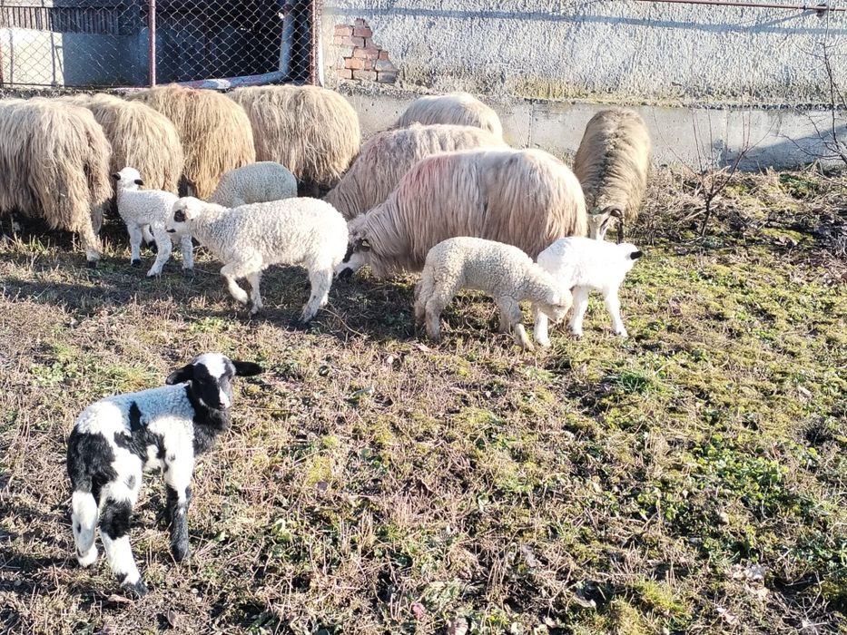 Vând 10 oi cu miei