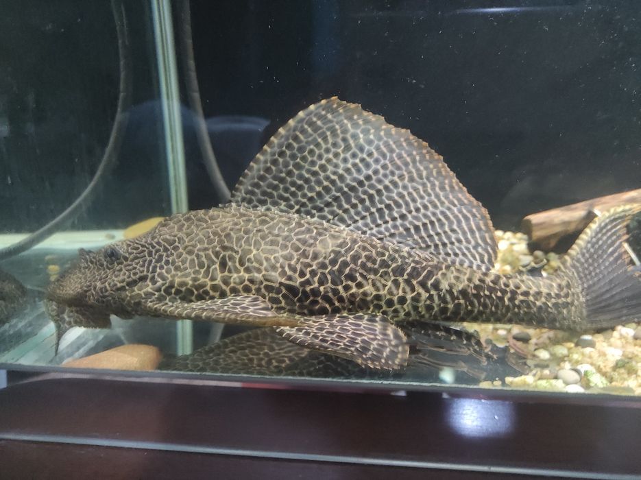 Продам птеригоплихта