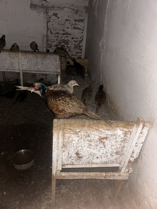 Vand fazani comuni si aurii