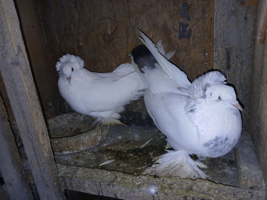 Porumbei de ornament