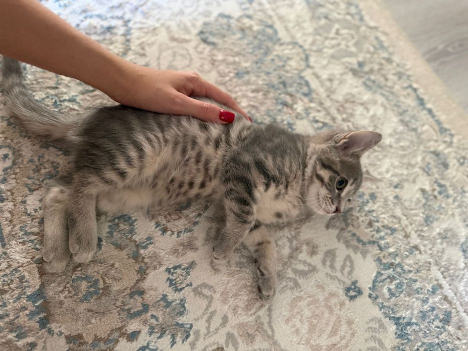 котенок мальчик отдам бесплатно