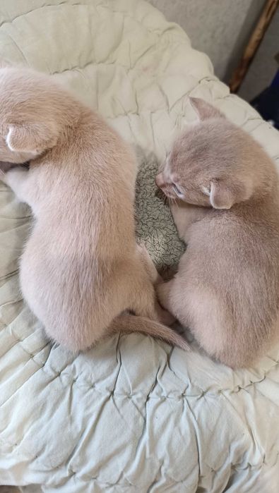 Шикарные Абиссинские котята от чемпиона мира!редкого окраса