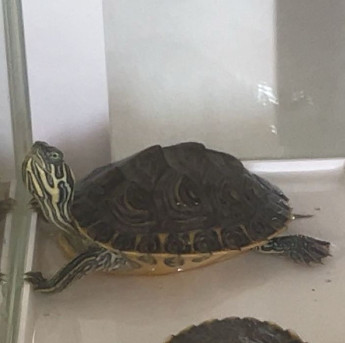 vand broasca testoasa