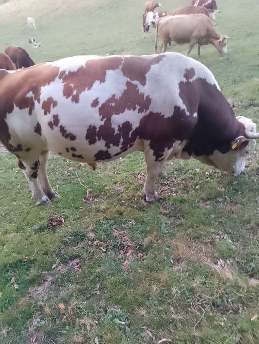 De vânzare taur bălțat mai multe detalii la tel.