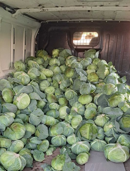 Vand varza de toamna