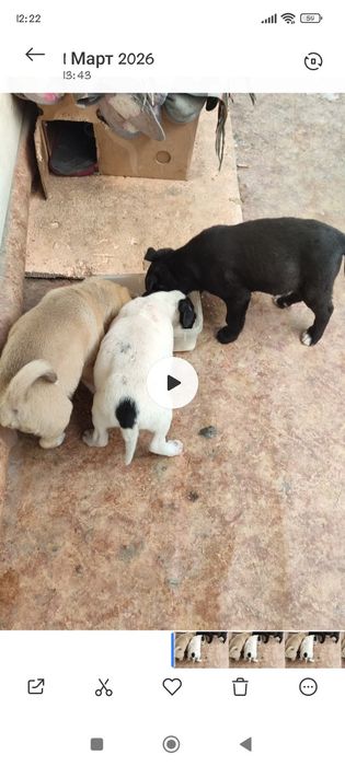 Щенки бесплатно в добрые руки