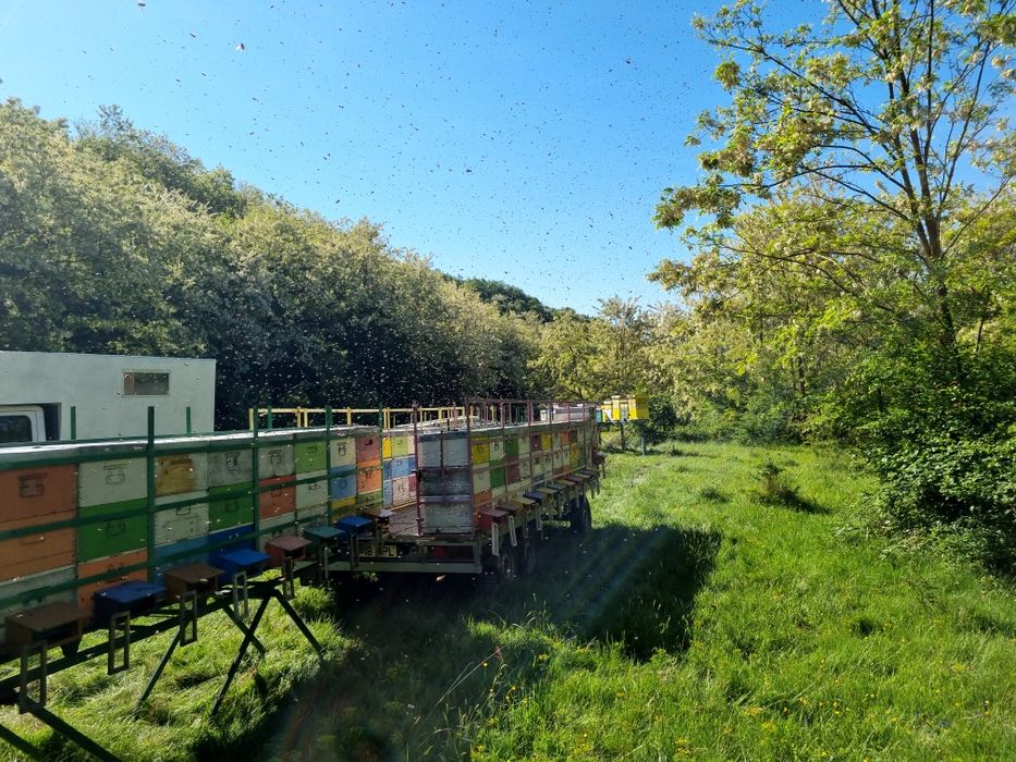 Vand  remorca 3500 kg (3,5t) 3 axe 3900 euro (apicola 4900 euro)